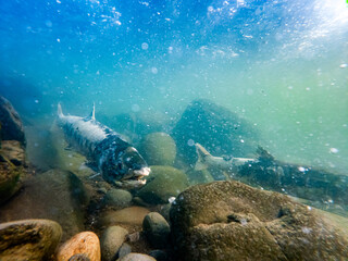 水中撮影  川を上る鮭  北海道増毛町