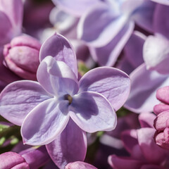 Fototapeta na wymiar Blooming branch, purple terry Lilac flower petals. Macro flowers background for holiday design