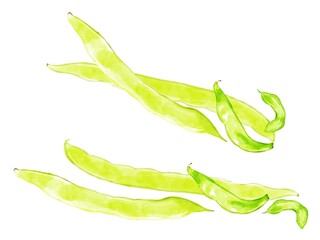 手描き水彩のモロッコインゲンワンポイントイラストセット