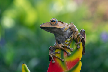 Fototapeta premium Polypedates otilophus front view, tree frog closeup