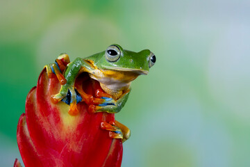 Javan tree frog front view on green leaves, Flying frog sitting on green leaves, Rhacophorus reinwrdtii