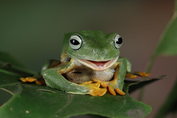 Javan tree frog front view on green leaves, Flying frog sitting on green leaves, Rhacophorus reinwrdtii
