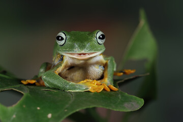 Javan tree frog front view on green leaves, Flying frog sitting on green leaves, Rhacophorus reinwrdtii