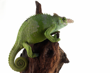 Fischer chameleon closeup with black background, Fischer chameleon closeup - obrazy, fototapety, plakaty