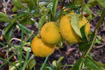 Ripe lemons hanging on a tree with rain drops , Nature background