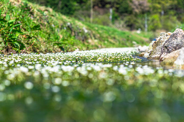 小さくて可愛い梅花藻の花