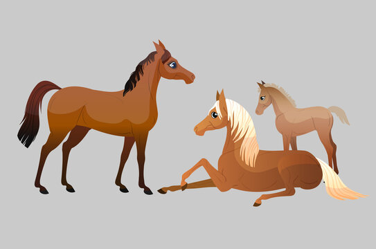 Horses isolated family. Flat cartoon illustration. On white background