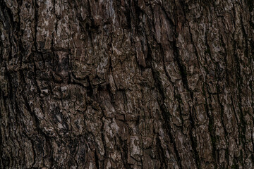 texture background in the form of a tree trunk