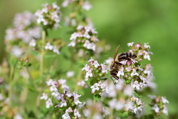 Between many small flowers of an oregano plant in summer, a small honey bee is looking for food, against a green background in nature