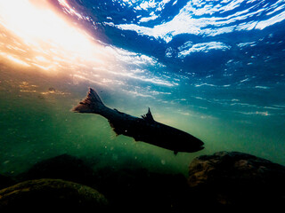 水中撮影  川を上る鮭  北海道増毛町