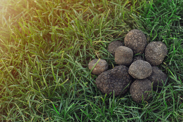 Fototapeta na wymiar Fresh truffles on green grass, space for text