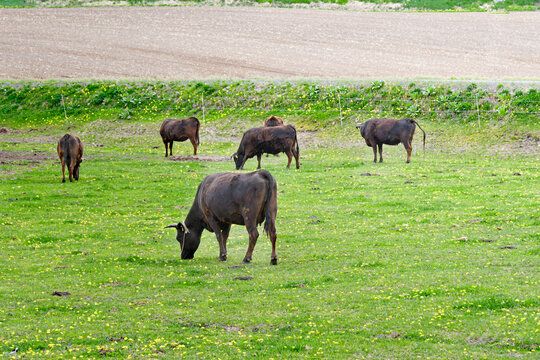 放牧中の黒毛和牛イメージ  北海道富良野市