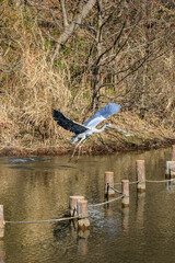 羽を広げて公園の池から飛び立つアオサギ
