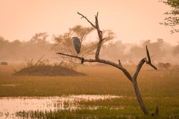 grey heron or Ardea cinerea perched in winter sunset light at keoladeo national park or bharatpur bird sanctuary rajasthan india