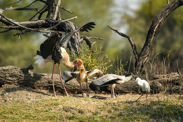 painted storks or Mycteria leucocephala mother feeding her chicks and juvenile birds calling for...