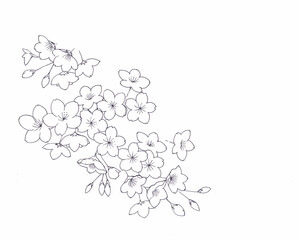 手書きの桜の花　線画　ペン画