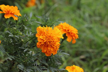 日本の秋の庭に咲くオレンジ色のマリーゴールドの花