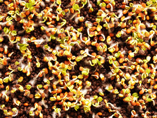Top view of germinating seeds of radish on LECA (lightweight expanded clay aggregates) 