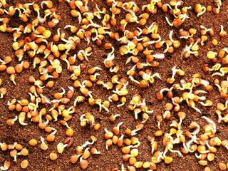 Top view of germinating seeds of radish on LECA (lightweight expanded clay aggregates) 