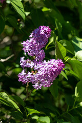 Lilac inflorescence on a branch among green leaves