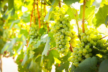 Fototapeta premium View of wine vineyards. Harvest white grapes to make white wine. Properties help inhibit the growth of cancer cells. Help reduce the amount of bad fat. Agricultural concepts.