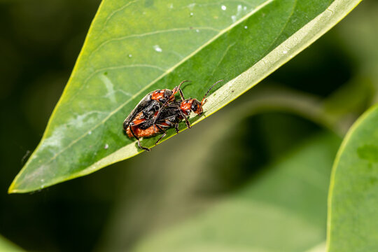 The mating season for beetles is a soft-boiled firefighter (lat. Cantharidae)