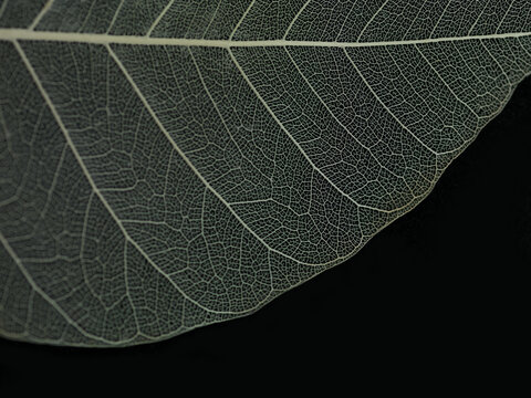 leaf macro