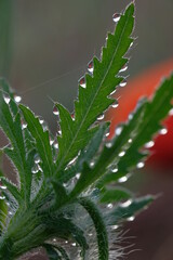 Dew drops on carved green poppy leaves