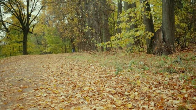 Autumn Park. Foliage on the path. Movement of the camera along the bottom along the foliage. 