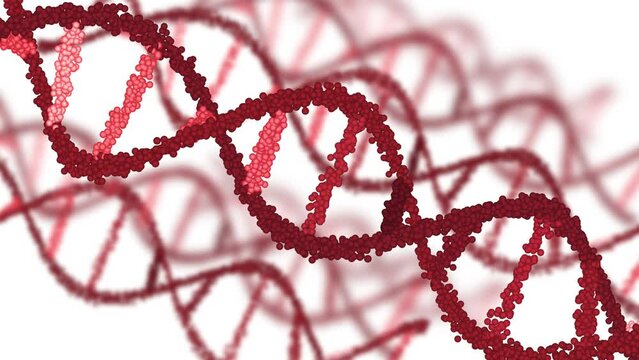 Red DNA Animation Seamless Loops on White Background and Green Screen