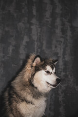 Sneezing Alaskan Malamute portrait. Funny facial expressian of a dog with white furry hair on the snout. Selective focus on the details, blurred background.