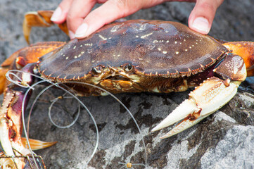 close up of crab