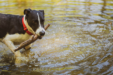 Dog with a stick walking in water. Young playful animal playing in a dirty lake. Ripples on the surface. Selective focus on the details, blurred background.