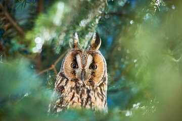 Long-eared owl (Asio otus) in natural habitat