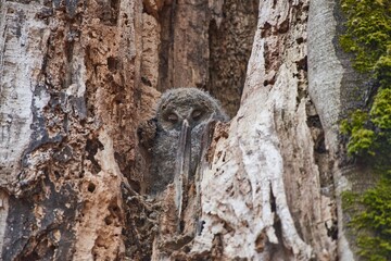 Fototapeta premium Young Ural Owls (Strix uralensis) sitting on nest