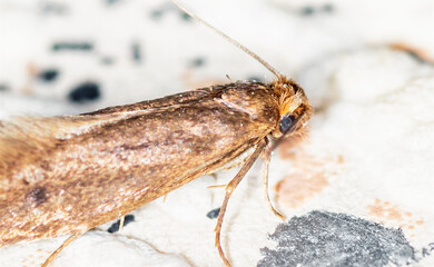 Tinea pellionella, the case-bearing clothes moth, super macro photo