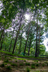 Fototapeta premium trees in the forest