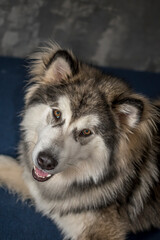 Smiling Alaskan Malamute on a blue couch. Young adorable doggy laying on a sofa. Playful look, furry snout. Selective focus on the details, blurred background.
