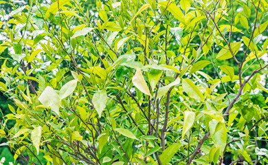 Tangerine citrus tree after the rain, close-up of leaves and branches looking fresh