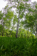 Fototapeta premium trees in the forest