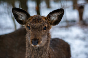 Fototapeta premium Young deer in the forest. Wild deer in the reserve. A small deer walks through the forest. Deer. Animals in the reserve. Wild forest. Animal at will 