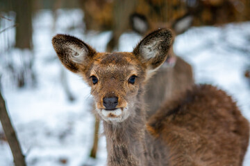 Young deer in the forest. Wild deer in the reserve. A small deer walks through the forest. Deer. Animals in the reserve. Wild forest. Animal at will
