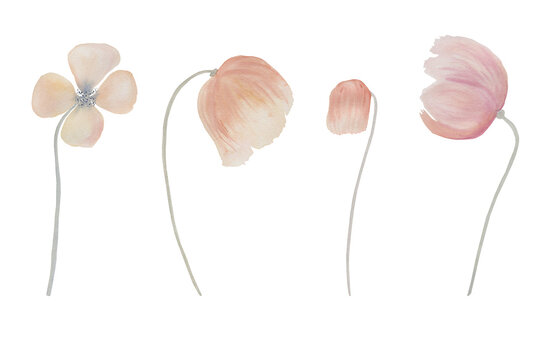 Poppies pink delicate watercolor. Boho flowers in delicate coral and beige tones. Meadow flowers botanical clipart. For postcards and invitations. Wedding bohemian style. Scandinavian minimalism.