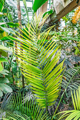 Obraz na płótnie Canvas Large yellow-green pinnate leaf of a tropical palm in a greenhouse against a backdrop of other plants, vertical photo