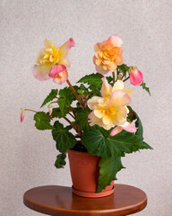 Beautiful pink and yellow begonia in a pot. Floriculture, hobby, home flowers.