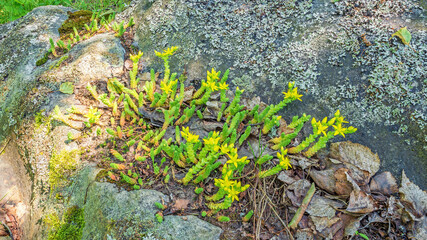The green succulent Sedum acre or goldmoss stonecrop grows and blooms yellow on a rock among lichens