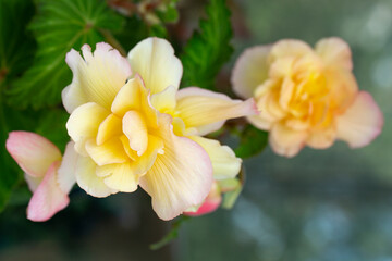 Beautiful pink-yellow begonia with lush flowers. Floriculture, hobby, home flowers.