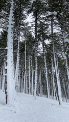 splendid mystical landscapes in the thick forest in winter