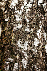 Birch, tree bark close-up with green moss