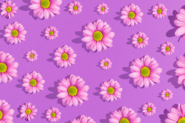 Purple flowers on a light purple background. Minimal love or woman's day concept. Creative nature background. Sunny day shadows.